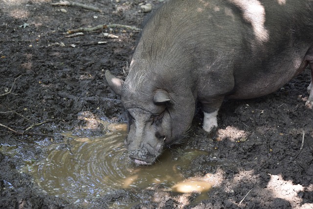 的关键平台 的关键平台